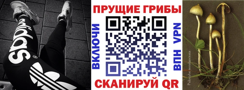 даркнет сайт  Спасск  Галлюциногенные грибы мухоморы 